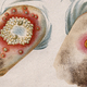 Illustration for article titled Princesses, Slaves, and Explosives: The Scandalous Origin of Vaccines